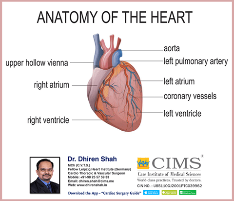 anatomy of the heart