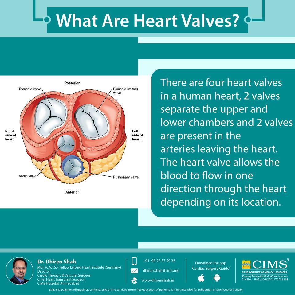 What are heart valves?