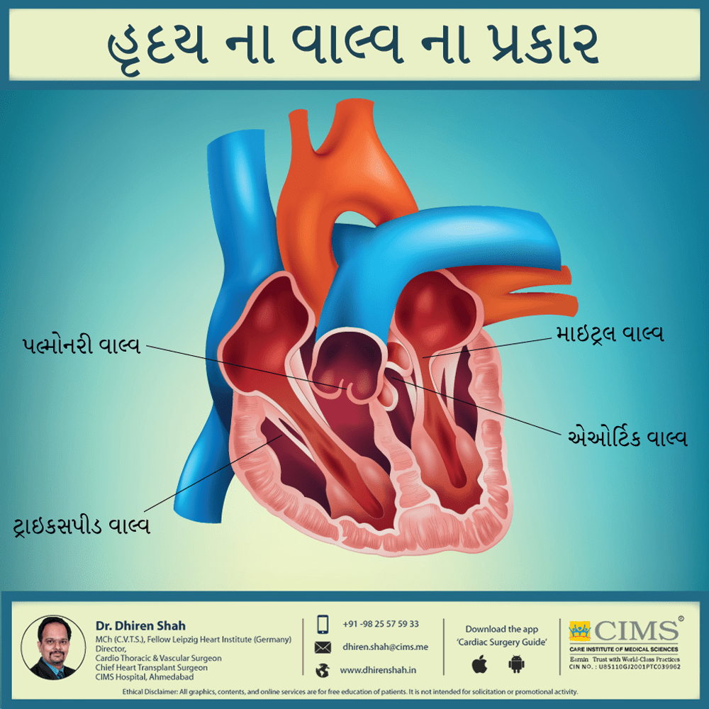 હૃદય ના વાલ્વ ના પ્રકાર.