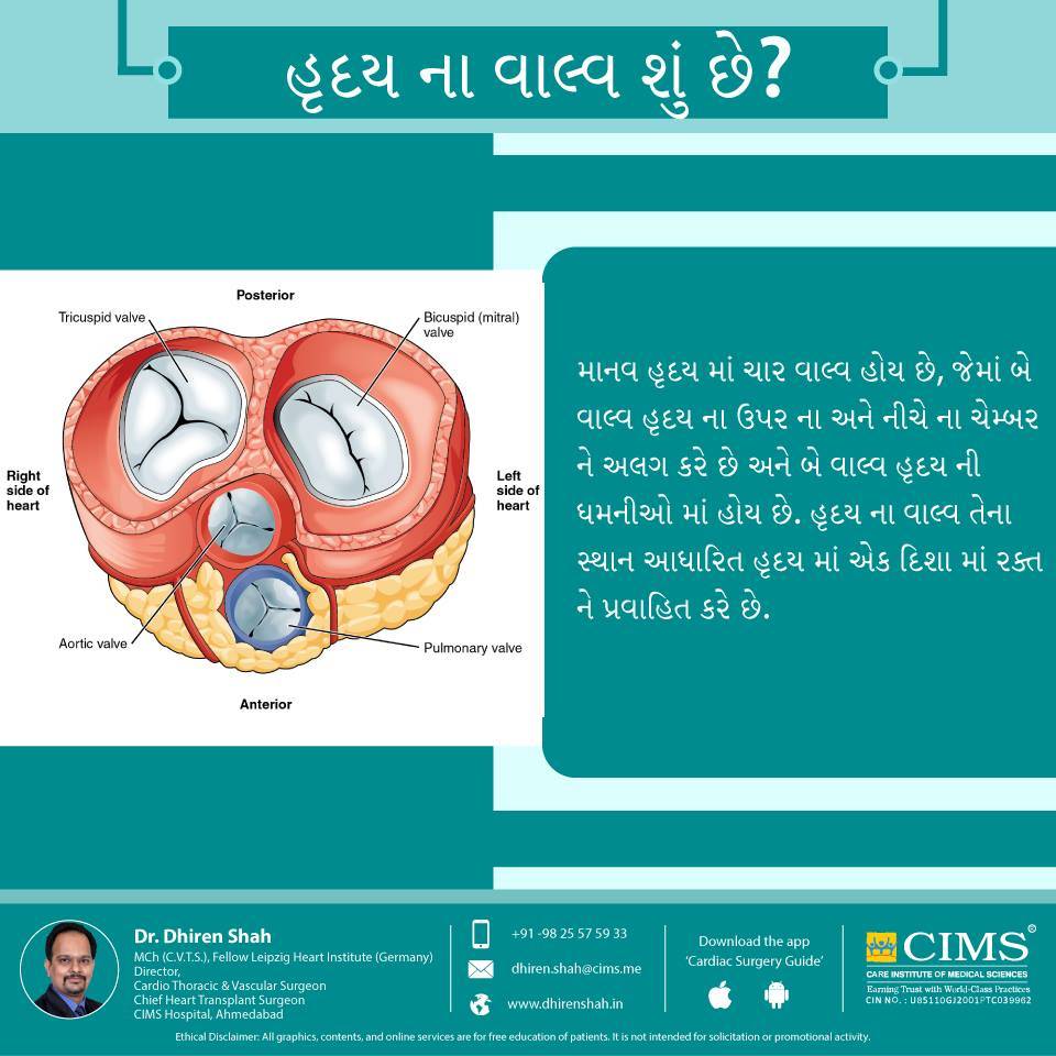 હૃદય ના વાલ્વ શું છે?