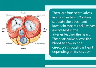 What are heart valves?