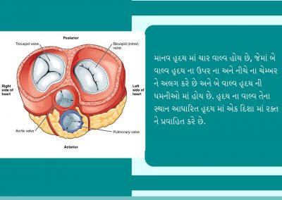 હૃદય ના વાલ્વ શું છે?