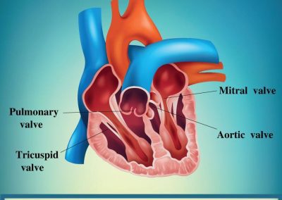Types of heart valves.