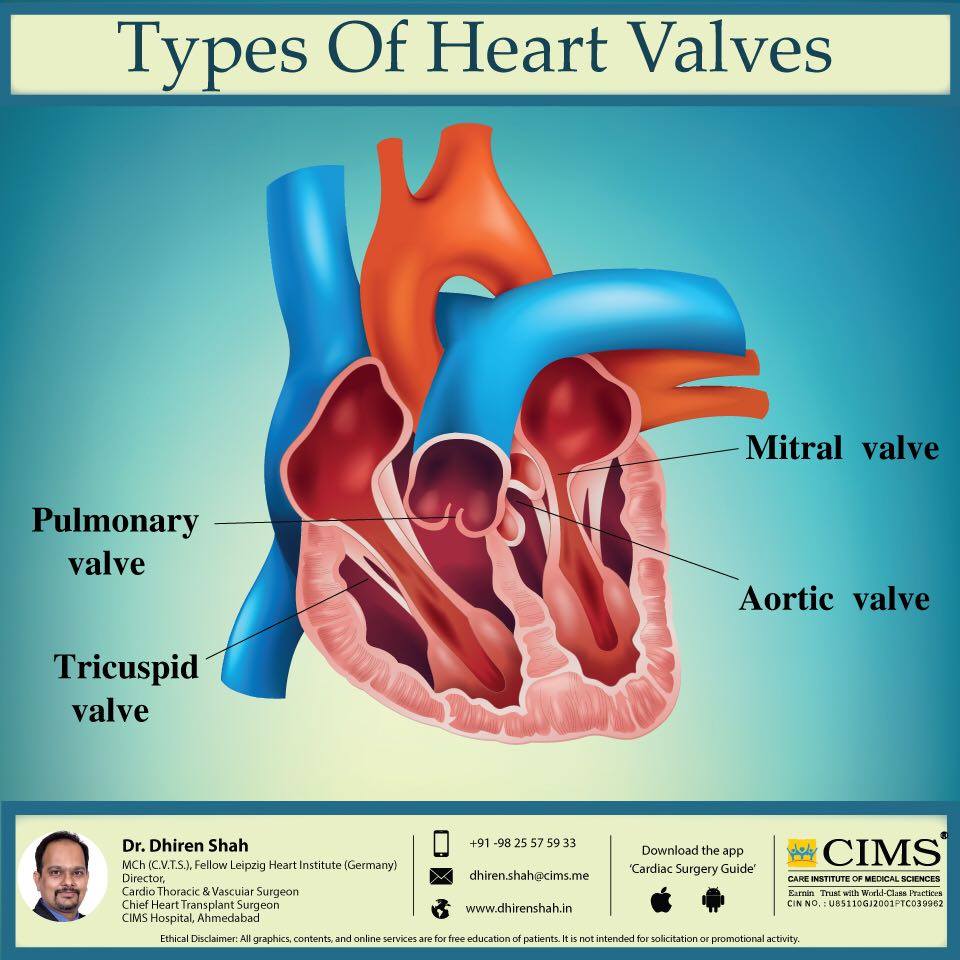 Types of heart valves.